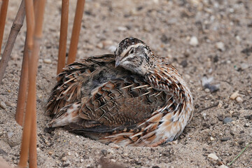 The Japanese quail (Coturnix japonica) is a species of Old World quail found in East Asia.