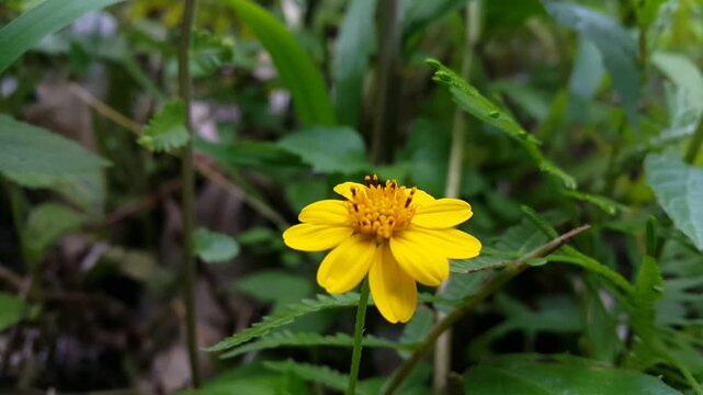 View of wedelia chinensis (yellow flower). 4k footage focused on the foreground. Perfect for a documentary about the beauty of the mountain. melanthera, wollastonia biflora, Sphagneticola calendulcea