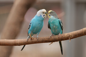 The budgerigar is a small, long-tailed, seed-eating parrot native to Australia.