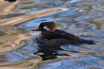The hooded merganser (Lophodytes cucullatus) is a species of fish-eating duck in the subfamily Anatinae.