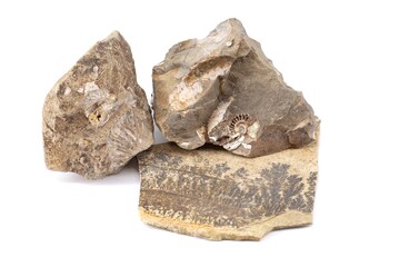 Fossil shells and algae embedded in brown raw stones on white background.