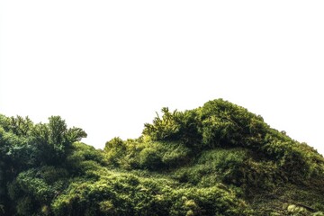 Obraz premium Isolated moss patch showcases organic texture and rich green tones on a white background mockup