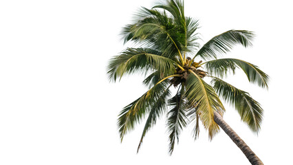 palm tree isolated on white
