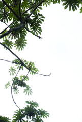Cecropia tree branches growing towards sky with white background
