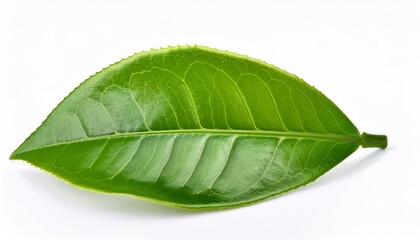 Obraz premium fresh green tea plant leaf on white background