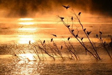 Serene Sunrise Over Calm River with Birds Perched on Bare Branches and rocks