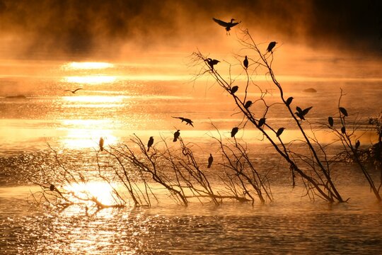 Serene Sunrise Over Calm River with Birds Perched on Bare Branches and rocks