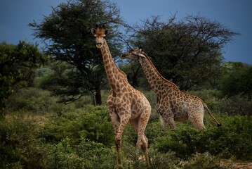 Giraffes in South African Savannah with Trees and natural surroundings