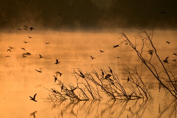 Serene Sunrise Over Calm River with Birds Perched on Bare Branches and rocks