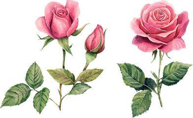 bouquet of pink roses