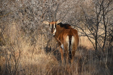 Majestic sable Antelope With Large Horns in South African Savannah Setting