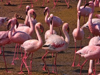 Group of Pink Flamingos Together in a Wetlands Habitat