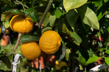 Pompia, Citrus medica var. tuberosa, also called China citron, is a Citrus hybrid cultivated for its edible fruit. It is a taxonomical synonym of Citrus medica..