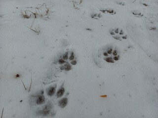 Traces of a wolf in the snow, traces in the snow. traces of the beast, traces in the snow. The footprints of the beast on the white snow in winter. Everything is covered with snow.
