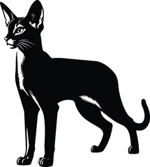 Elegant Abyssinian cat silhouette standing alert and poised © dinil