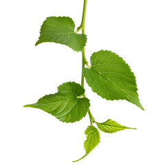 Green leafed mulberry branch twisting, suspended against transparent backdrop, clipping path included
