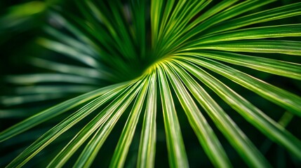 Obraz premium Lush green palm leaf close-up
