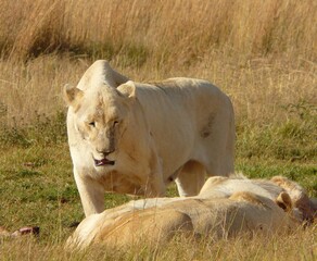 Lions Resting Together in Open Grasslands During a Sunny Day