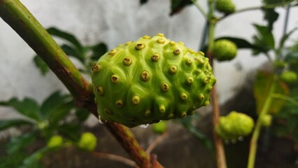 Close-Up View of a Green Noni Fruit on its Branch, Showing its Unique Texture and Surface Details