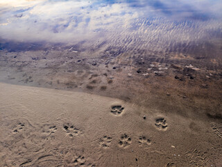 Traces of a wolf in the snow, traces in the snow. traces of the beast, traces in the snow. The footprints of the beast on the white snow in winter. Everything is covered with snow.