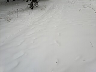 Traces of a wolf in the snow, traces in the snow. traces of the beast, traces in the snow. The...