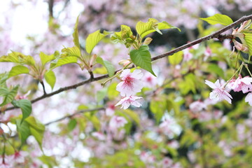 pink cherry blossom