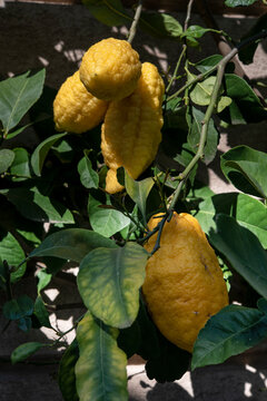 Citron, Citrus medica, historically cedrate, is a large fragrant citrus fruit with a thick rind. Rutaceae family..
