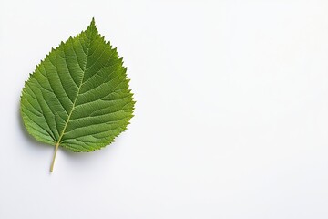 Fototapeta premium A leaf is shown on a white background. , isolated on white background.