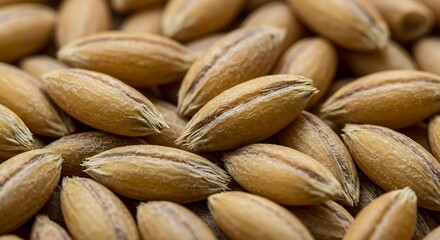 Obraz premium Macro of raw barley grains with rough texture