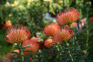 Leucospermum commonly known as pincushions, is a genus of evergreen upright, sometimes creeping shrubs that is assigned to the Proteaceae. Springtime blooming..