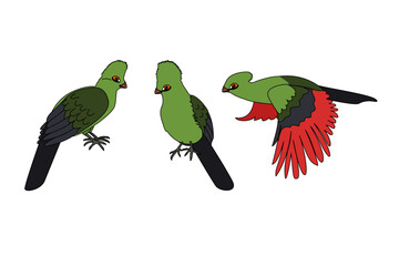 vector Tauraco schalowi birds animal clip art isolated on transparent background. Hand drown design element. 