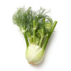 Fresh Fennel Bulb with Vibrant Green Stalks and Feathery Foliage Healthy Vegetable Isolated on White Background