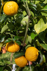 Pompia, Citrus medica var. tuberosa, also called China citron, is a Citrus hybrid cultivated for its edible fruit. It is a taxonomical synonym of Citrus medica..
