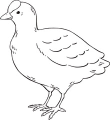 Cute Fulica atra hand drawn illustration with only outlines