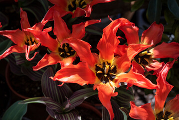Tulipa fosteriana is a species of tulip, native to the Pamir Mountains and nearby areas of Afghanistan, Kyrgyzstan, Tajikistan and Uzbekistan. Springtime red blooming..