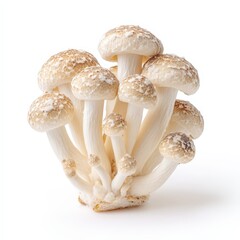 Fresh Brown Beech Mushrooms Cluster Close Up Studio Shot White Background Healthy Food Ingredient
