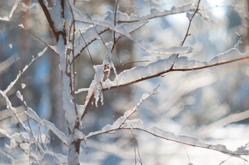 a lot of snow. winter. snow on the branches. winter nature.