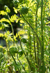 Osmunda regalis, or royal fern, is a species of deciduous fern, native to Europe, Africa and Asia, growing in woodland bogs and on the banks of streams..