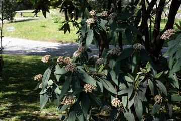 Viburnum rhytidophyllum, the leatherleaf viburnum, is a species of flowering plant in the family Viburnaceae. It is native to Asia..Springtime blooming.
