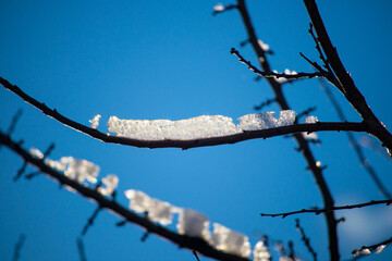 a lot of snow. winter. snow on the branches. winter nature.