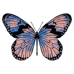 Vector watercolor butterfly silhouette drawing. Cute summer insect isolated illustration.