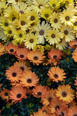 Dimorphotheca ecklonis, is a perennial ornamental plant that is native to South Africa. Yellow flowers. Springtime blooming..