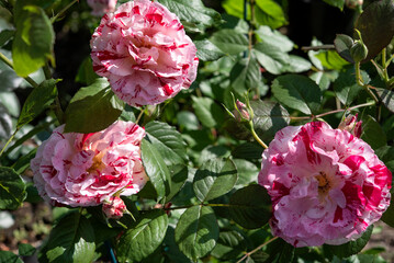 Rose (Scentimental species) is either a woody perennial flowering plant of the genus Rosa in the family Rosaceae. Springtime blooming..