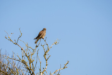 a kestrel (Falco tinnunculus) bird raptor sitting atop a winter tree