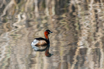 A dabchick swimming in a pond