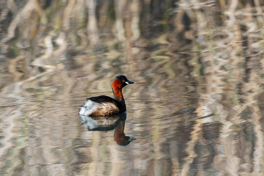 A dabchick swimming in a pond