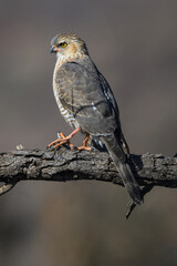A gabar goshawk perchec on a tree branch