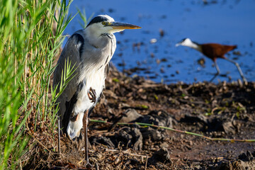 A grey heron standing on onleg at the edge of a pool