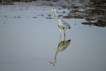 A grey heron wading in a pond