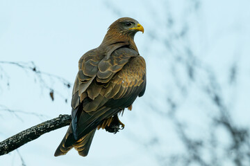 A yellow-billed kite pirched on a branch
